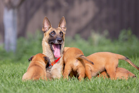 Trächtige Hündin – Worauf sollte man achten?