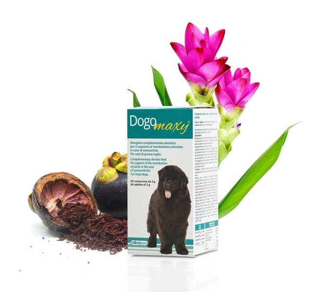 Dogoteka DogoMaxy