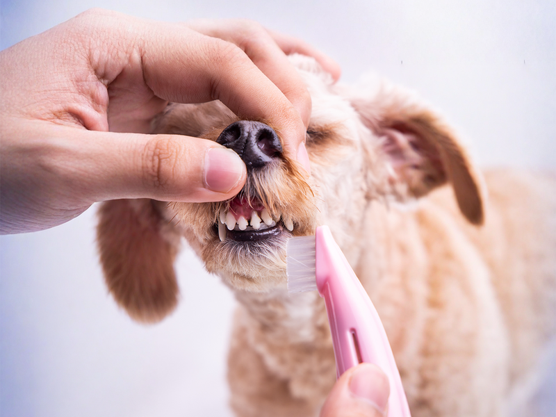 DogoDent® Gel: Natürliche Zahnpflege für Hunde und Katzen – ganz ohne Zähneputzen