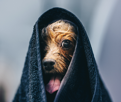 LactoAdapt PUPPY Paste®  – Darmgesundheit von Anfang an