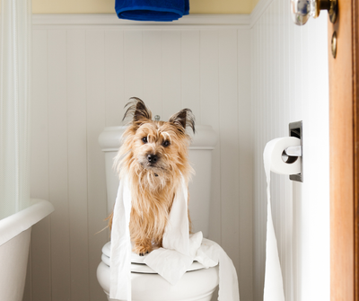 LactoAdapt® STOP - Akuter Durchfall bei Hund und Katze gezielt unterstützen