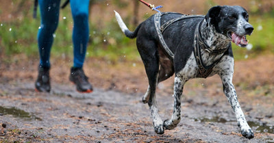 Canicross mit dem Europäischen Schlittenhund – ein leistungsstarkes Team