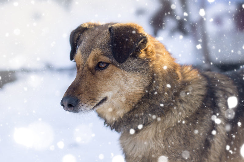Wie Kälte den Körper von Hunden beeinflusst – was wirklich wichtig ist