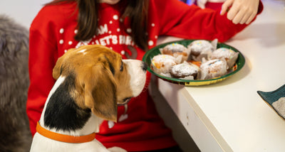 Vergiftung beim Hund an Weihnachten: Erste Hilfe und was zu tun ist