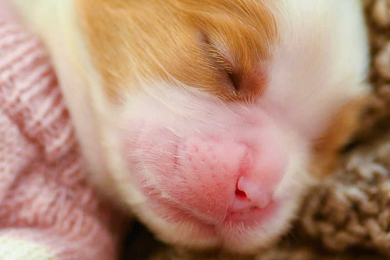 Trächtige Hündin: Entwicklung, Ernährung und Verhalten Woche für Woche