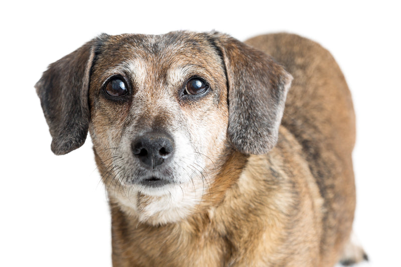 Seniorenhunde richtig unterstützen: Ernährung und Zusätze