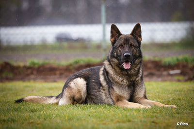 Gelenkunterstützung für grosse Hunde ist sinnvoll und wichtig