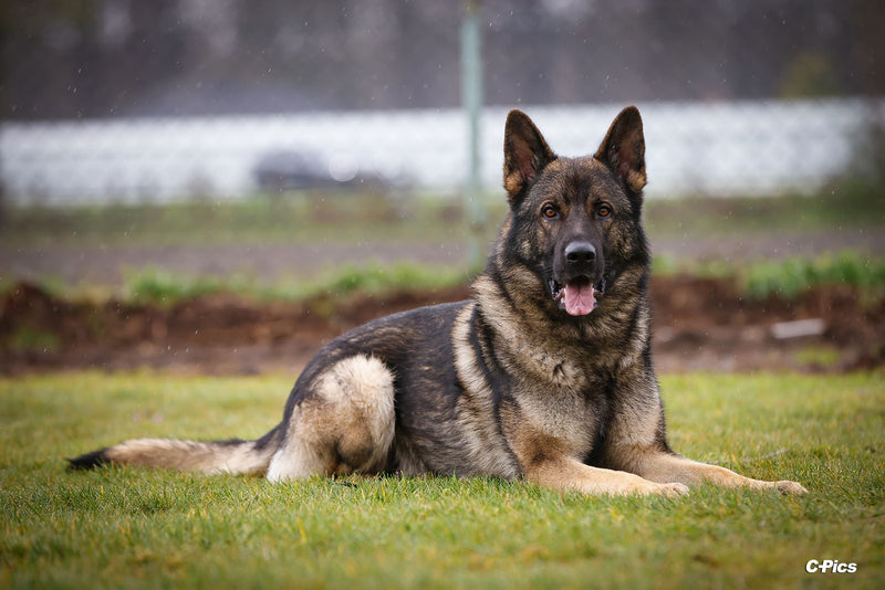 Gelenkunterstützung für grosse Hunde ist sinnvoll und wichtig