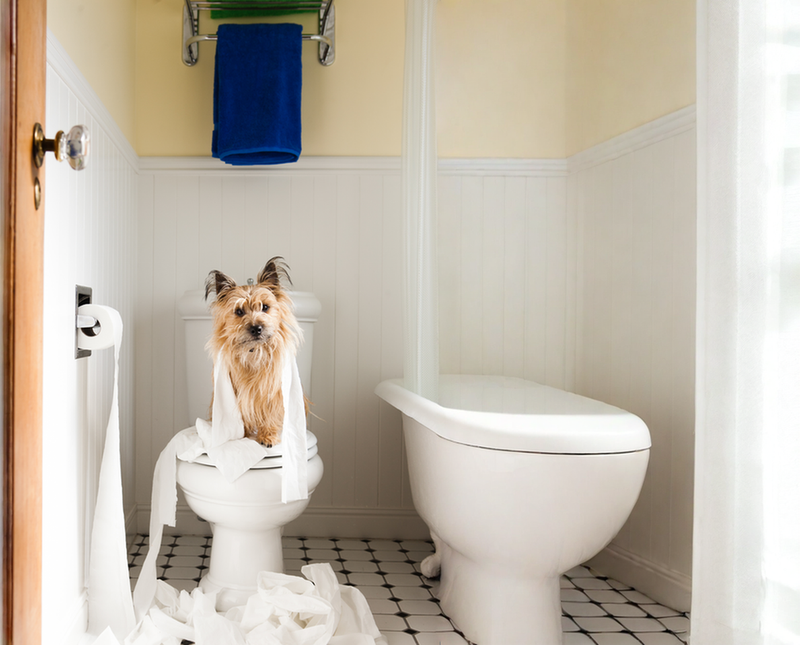 Durchfall beim Hund – Ursachen erkennen und richtig handeln