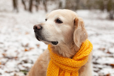 Stark durch den Winter – So unterstützt du das Immunsystem deines Hundes