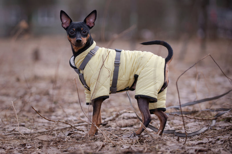 Gelenke & Kälte - Warum ältere Hunde im Winter mehr Unterstützung brauchen