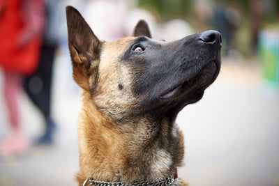 Warum mentale Arbeit den Schlafbedarf bei Hunden erhöht