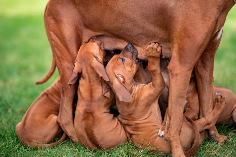 FertiAdapt® – Natürliche Unterstützung für Fruchtbarkeit und Fortpflanzung bei Hunden & Katzen