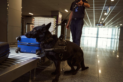 Muscle & Fit von FangGold - Regeneration bei mentaler und physischer Belastung