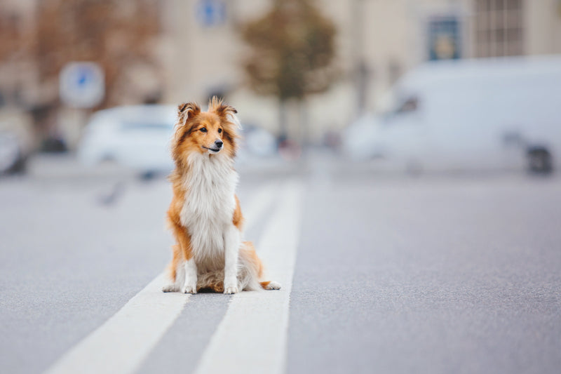 DogoRelax® – Natürliche Entspannung für Hunde und Katzen in Stresssituationen