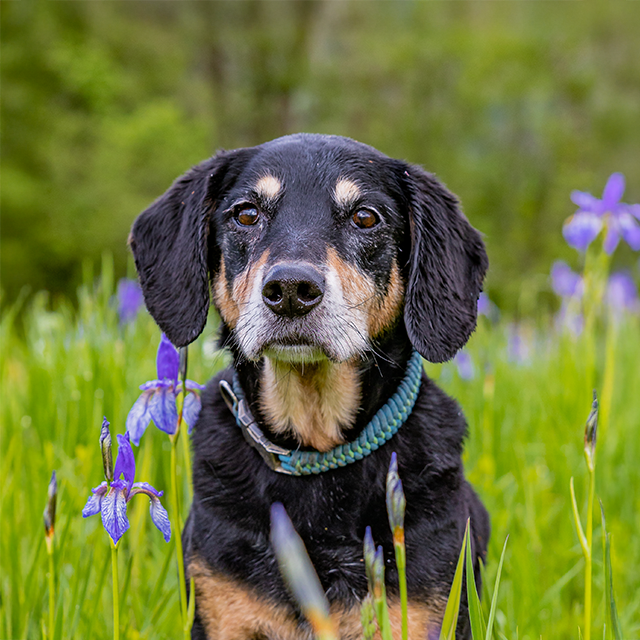 Senior Hunde - Entdecke die Produkte dieser Kategorie