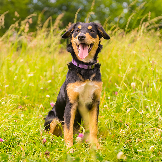 Junge Hunde - Entdecke die Produkte dieser Kategorie
