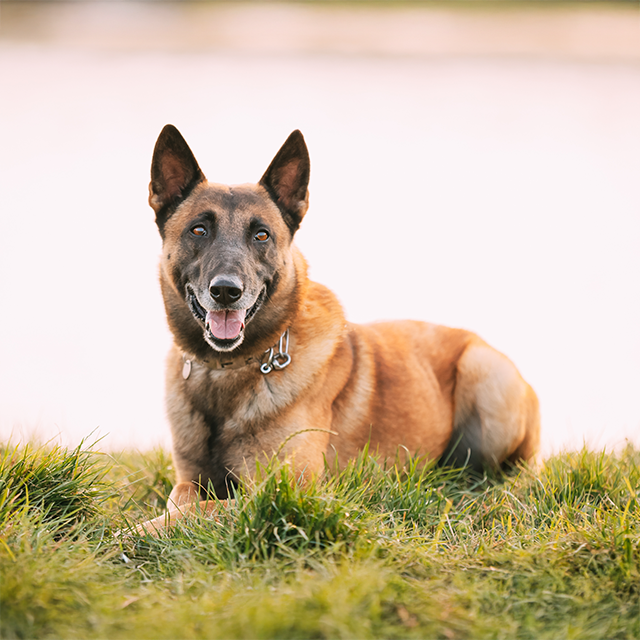 Adulte Hunde - Entdecke die Produkte dieser Kategorie