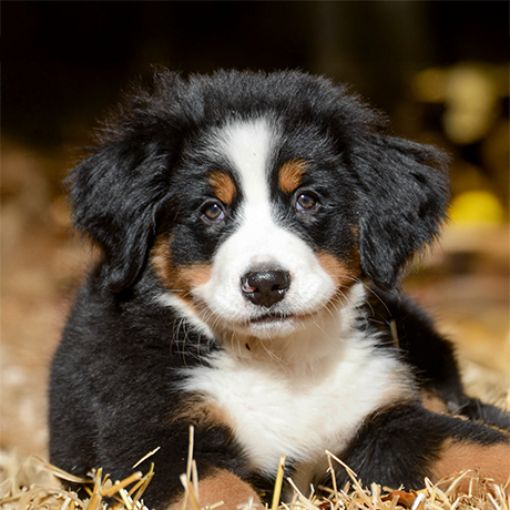 Welpen - Entdecke die Produkte dieser Kategorie
