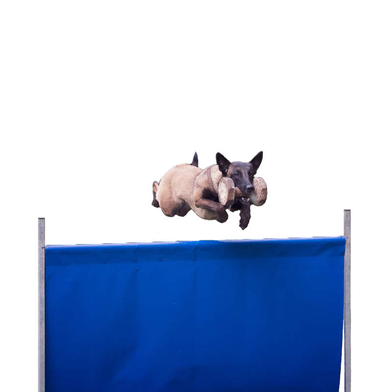 Hund beim Sprung über eine Hürde – Trainingsprodukte