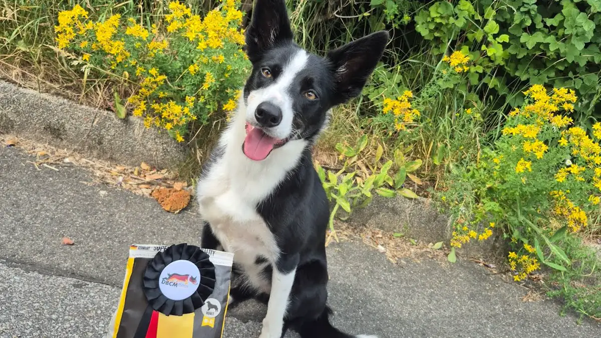 Mii, unsere Border-Collie-Hündin, mit Schleife und Futtersack – Vorschaubild des Agility-Videos
